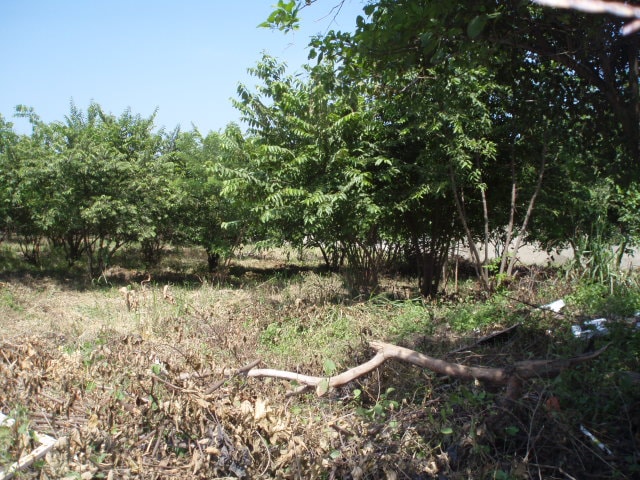 LOTE O CASALOTE EN VENTA, SABANILLA